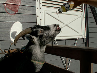 drinking goat