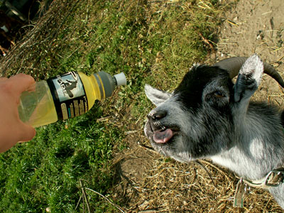 drinking goat