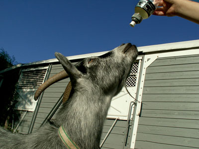 drinking goat