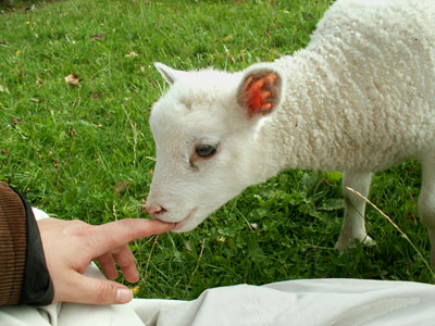 new little lambs