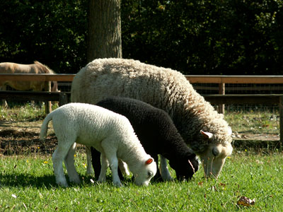 new lambs