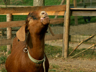 goat eating apple