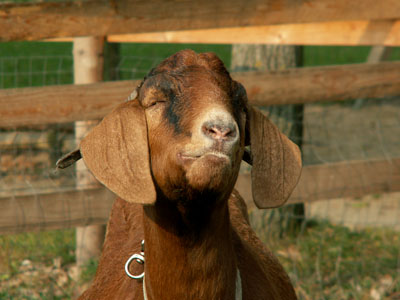 goat eating apple