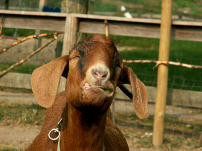 goat eating apple