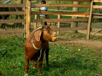 goat eating apple