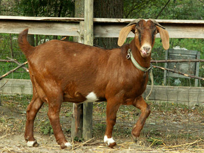 goat eating apple