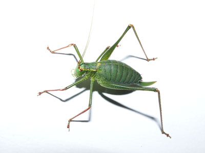 grasshopper