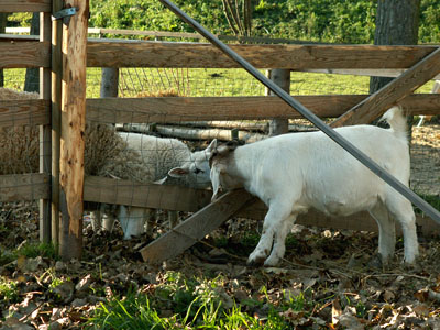 lamb and goat kid