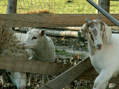 lamb and goat kid