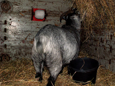 goat and hay