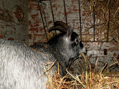 goat and hay