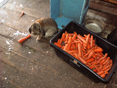 bunny carrots