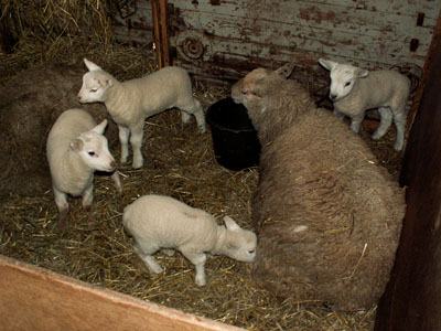 new lambs