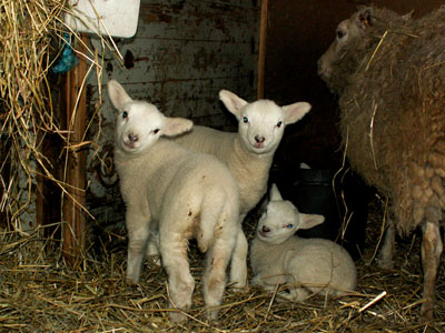 new lambs