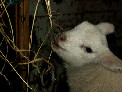 new lambs