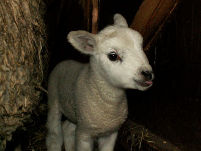 new lambs