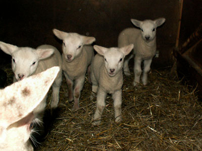 new lambs