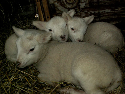 new lambs