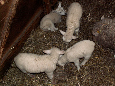 lambs