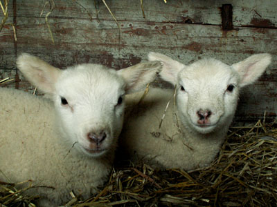 lambs