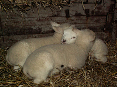 lambs