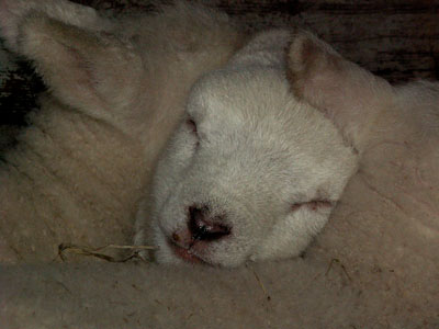 lambs