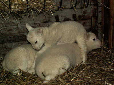 lambs