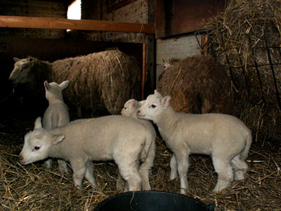 lambies