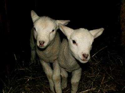 lambies