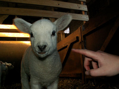 lamb