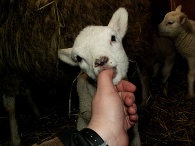 lamb