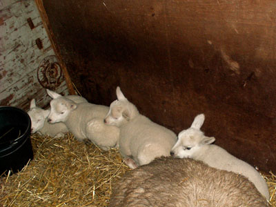 lambs