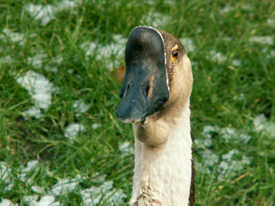 goose