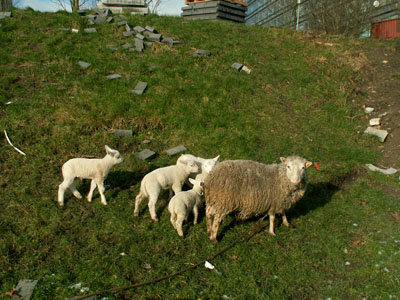 lambs