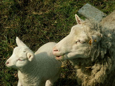 lambs