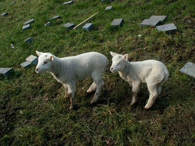 lambs