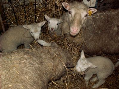 lambs