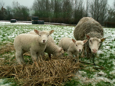 lambs