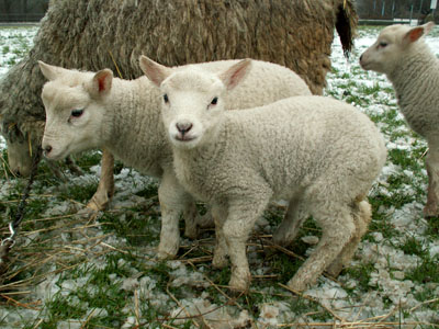 lambs