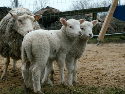 lambs