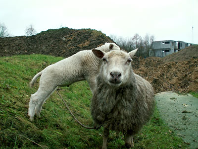 lamb climb sheep