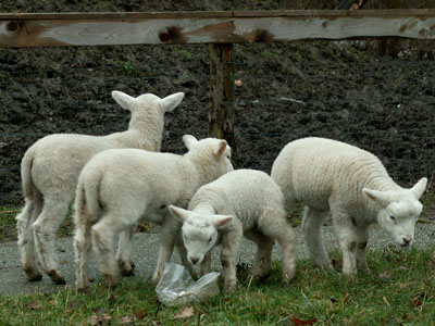 lambs