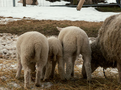 lambs