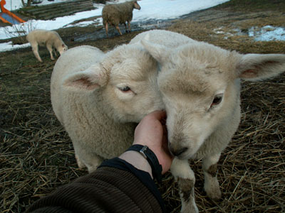 lambs