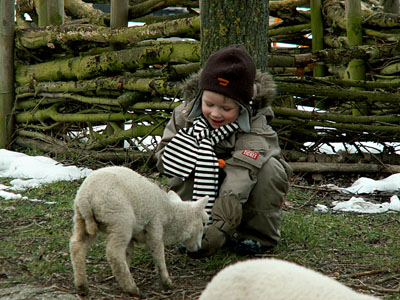 boylamb