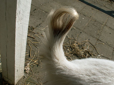 goat tail