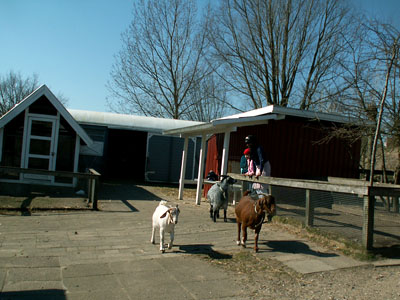 three goats