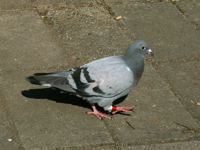 pigeon