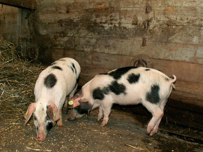 piglets