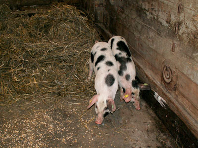 piglets